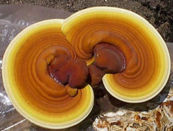 Reishi Mushroom