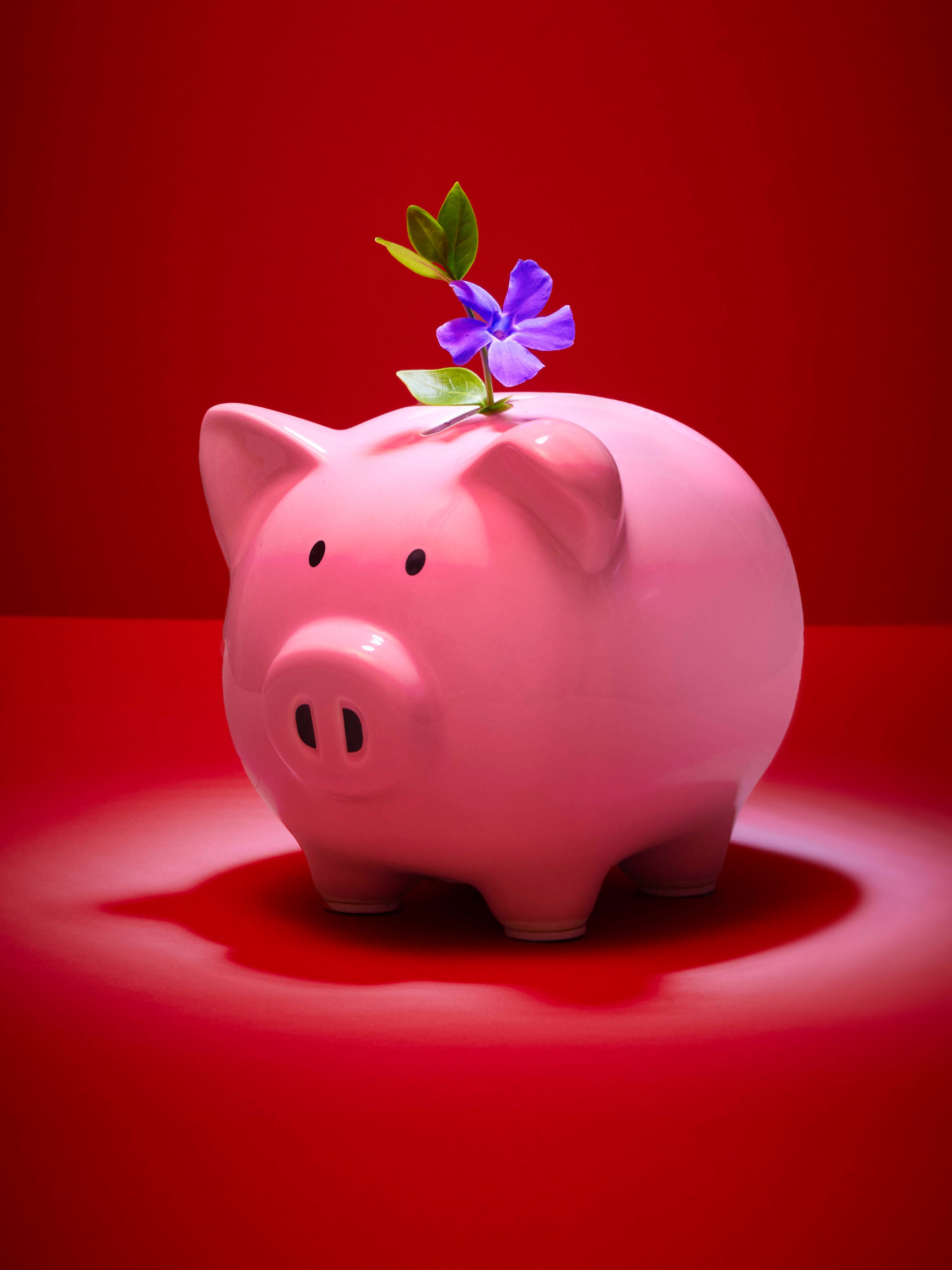pink ceramic piggy bank with leaves and blossom sticking out of it on red background