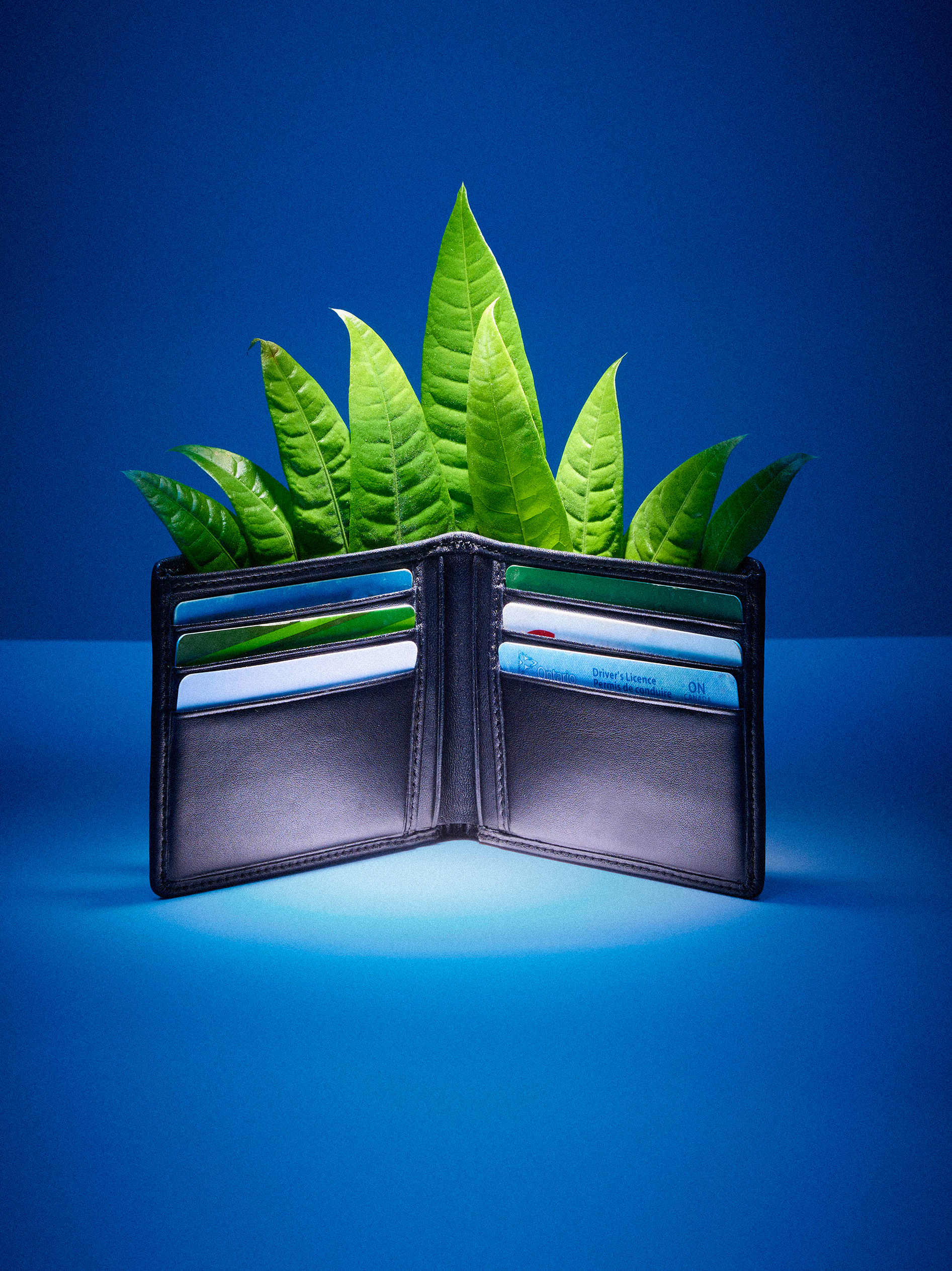 wallet with leaves in place of money open on blue background